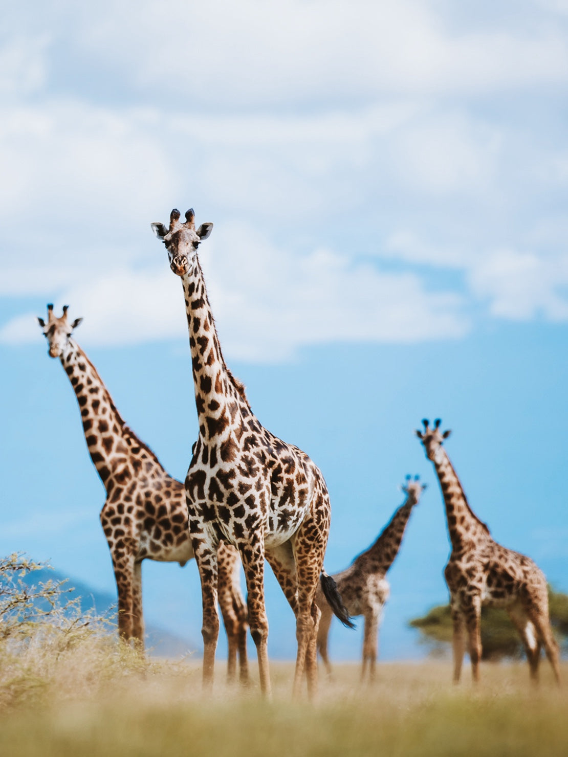 Giraffes living safely in the Amboseli