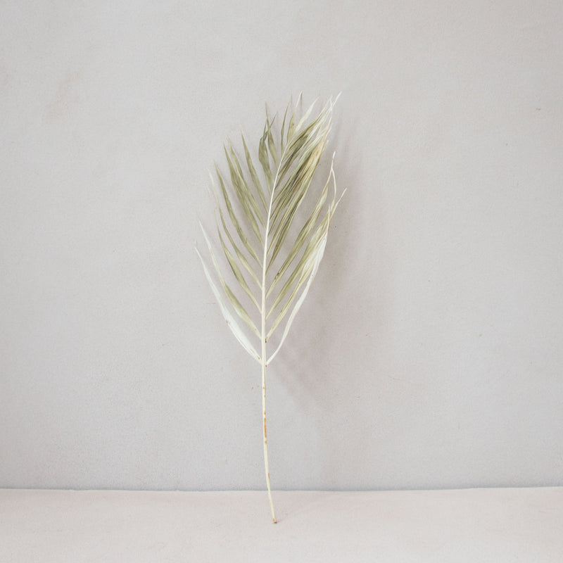 Areca Palm Leaf