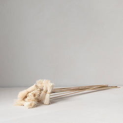 Asili Stems