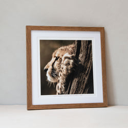 Framed Picture