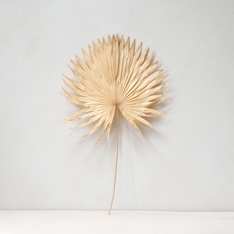 Palm Fan | No.2