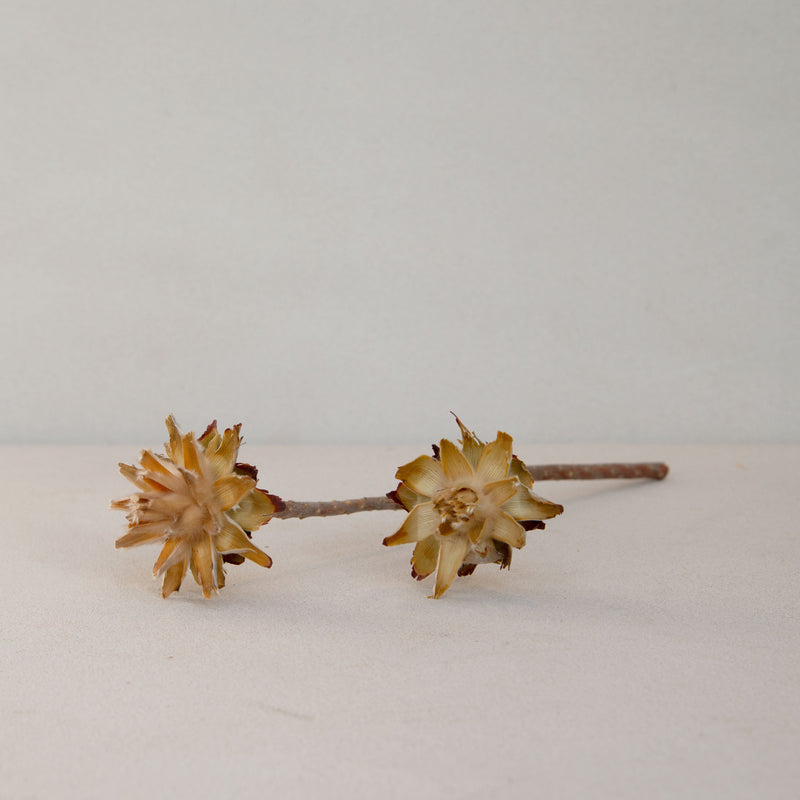 Dried Plumosum